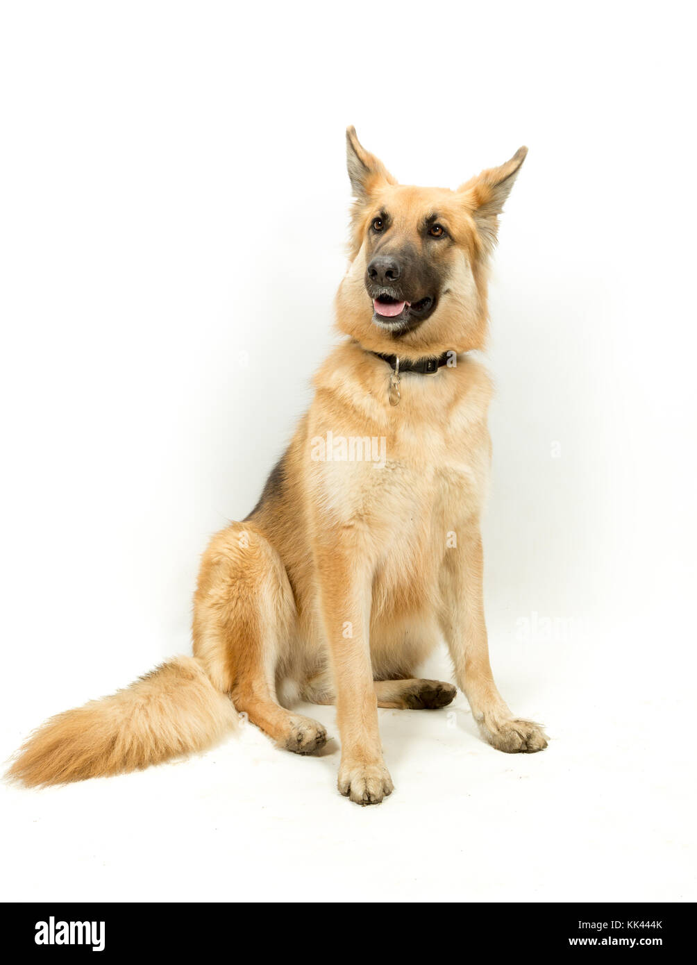 Golden Brown German Shepherd Algeratian Dog seduto contro sfondo bianco Foto Stock