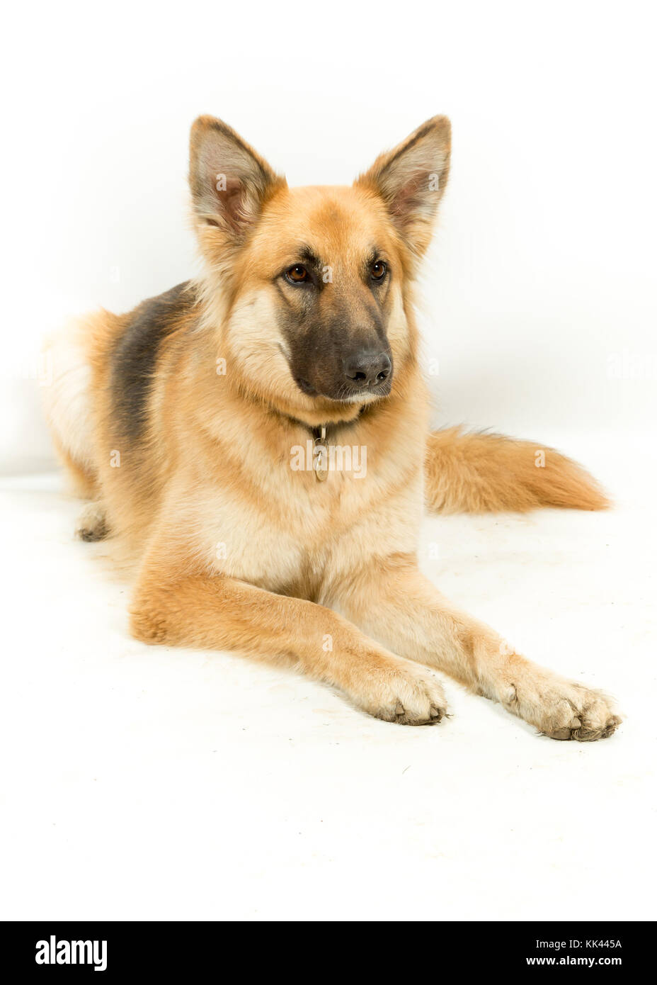 Golden Brown cane pastore tedesco alsaziano sdraiato su sfondo bianco Foto Stock