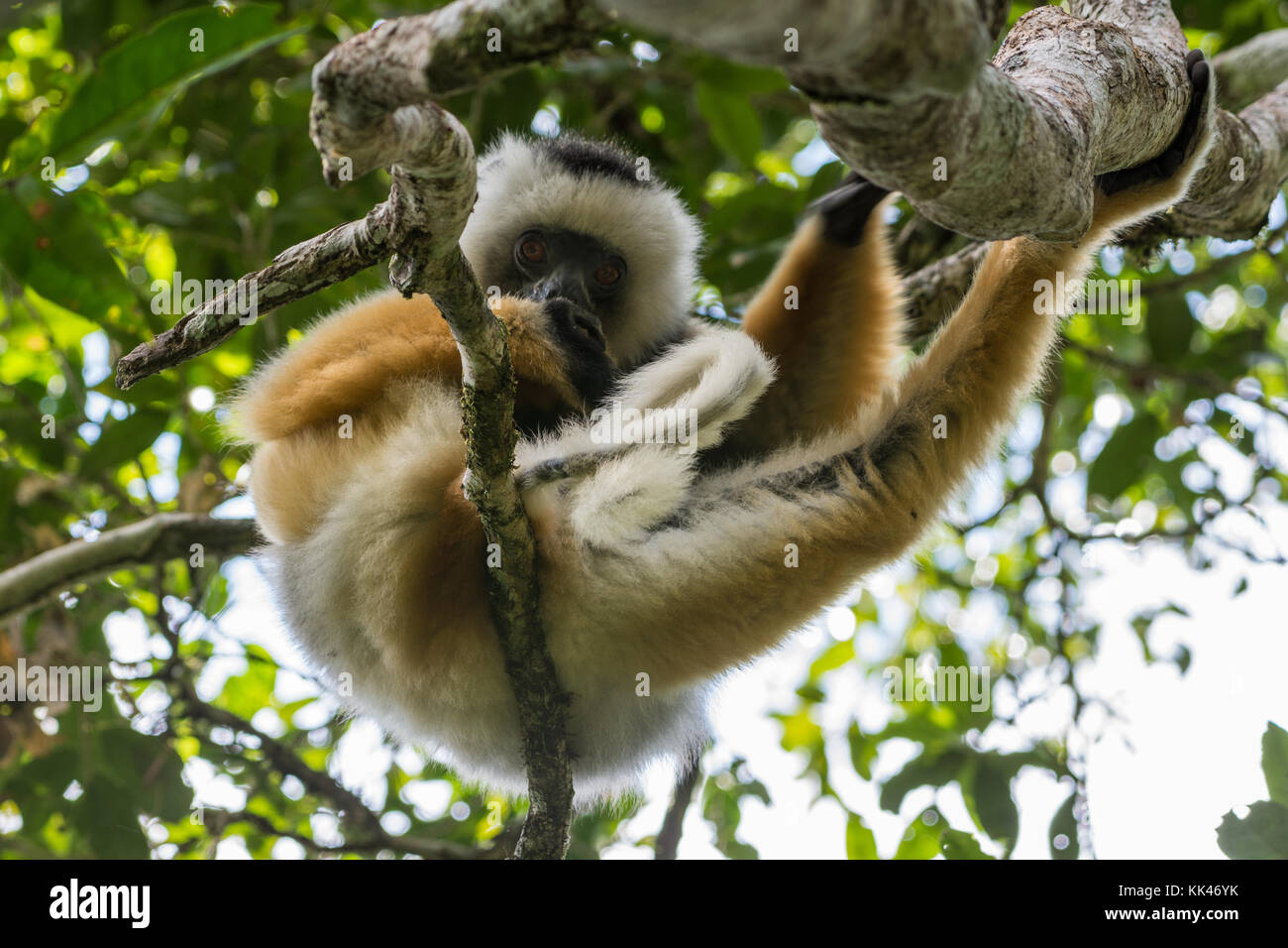 Un Diademed sifaka (Propithecus diadema) sulla struttura ad albero. Andasibe Mantadia National Park. Madagascar, Africa. Foto Stock