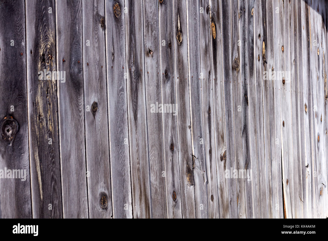 Vecchio weathered naturale staccionata in legno rustico o parete con nodi in una linea obliqua di vista sfuggente in un frame completo texture di sfondo Foto Stock