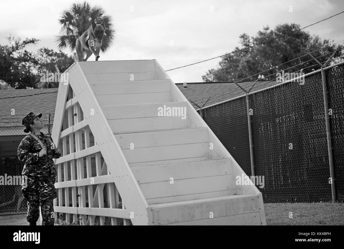 Master-at-Arms Seaman Sharon Berg, un addestratore K-9 con l'unità militare di cani in servizio presso la stazione navale di Mayport, gestisce il suo partner K-9, KKowalski, attraverso un percorso ad ostacoli presso la cuccia base di Mayport, Florida. Per gentile concessione di Mass Communication Specialist Seaman Damian Berg/US Navy, 2012. Foto Stock