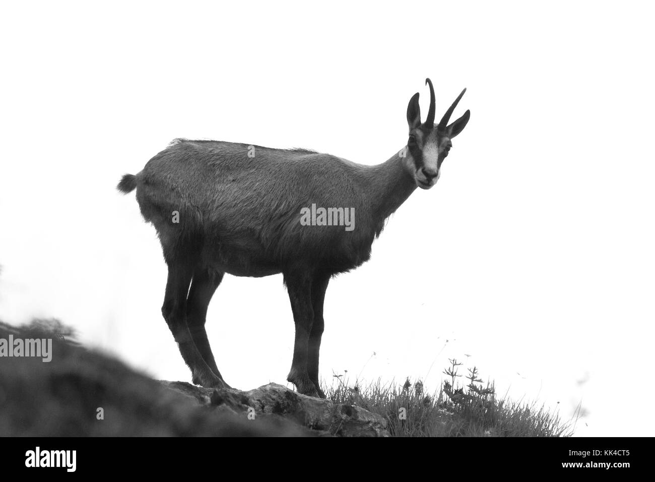 Un panno di pelle di daino in montagna; prese a Salisburgo, Austria. Foto Stock