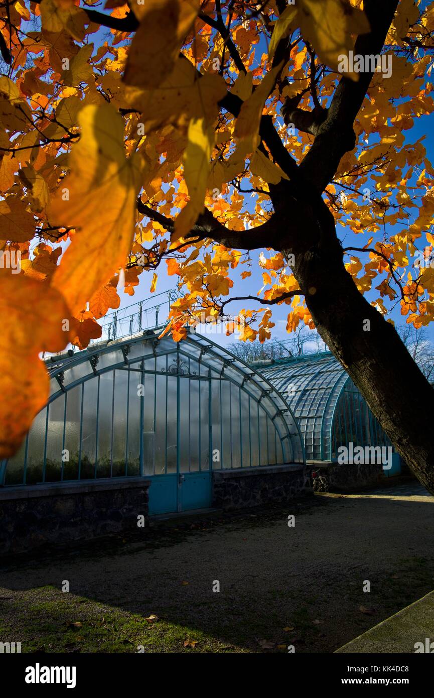 Il giardino delle serre di Auteuil - 05/12/2011 - - Mapple. - Sylvain Leser / le Pictorium Foto Stock