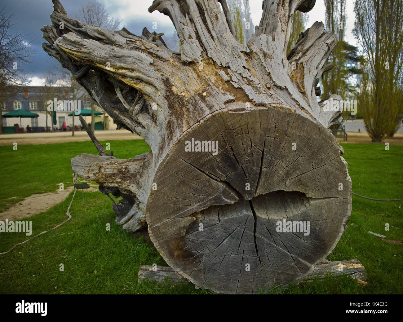 Alberi notevoli del parco di Versailles. Ceppo della quercia di Maria Antonietta - 04/04/2012 - - alberi notevoli del parco di Versailles. Ceppo della quercia di Maria Antonietta - il decano degli alberi nel parco di Versailles (Yvelines) piantato 324 anni fa. - questo tercentenario di quercia era in un boschetto di alberi alti che è stato devastato dalla tempesta del 1999. Si trova così più esposto alla luce del sole e ha perso la sua forza. Nella primavera del 2003 aveva prodotto solo poche foglie e non era sopravvissuto al caldo estivo. - la sua storia; 35 metri di altezza con una circonferenza tronco di 5.5 metri, la quercia era p Foto Stock