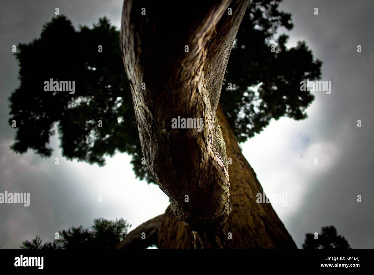 Sequoie giganti nel campo di Maria Antonietta - 04/04/2012 - - Sequoia gigante nel campo di Maria Antonietta - Sequoia gigante piantata nel 1876 - Sequoiadendron giganteum Lindl. - prende il nome dal capo indiano Sequoyah, inventore dell'alfabeto cherokee. - Sylvain Leser / le Pictorium Foto Stock