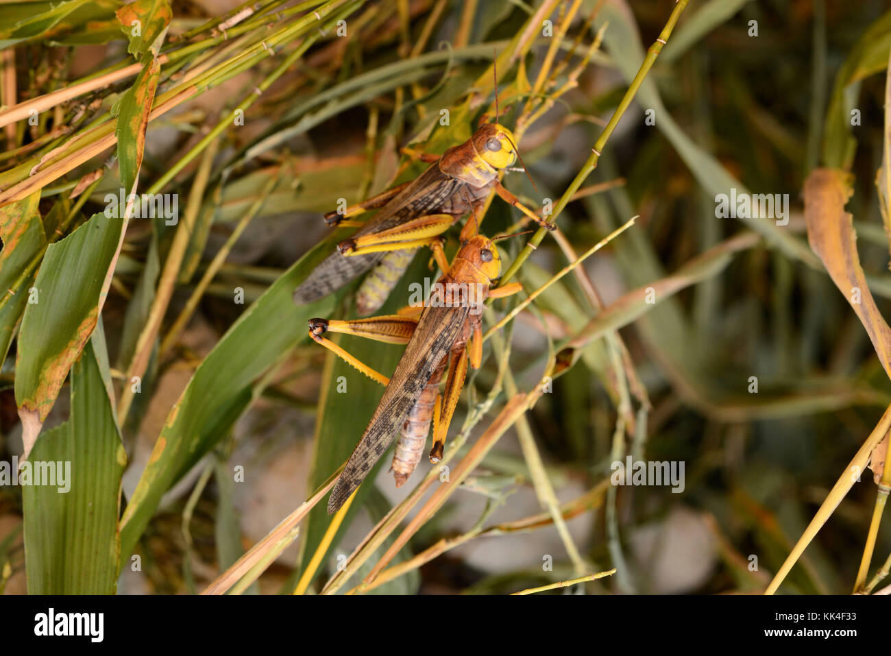 Saint-Martin-le-Chatel (centro-est della Francia). 2015/05/26. Migratori commestibili locuste (Locusta migratoria), proteina ricca vita cavallette. Foto Stock