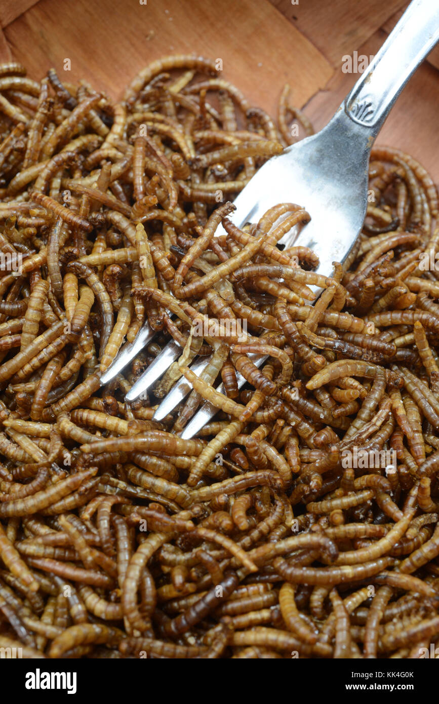 Saint-Martin-le-Chatel (centro-est della Francia). 2015/05/26. Mealworms commestibili (Tenebrio molitor). Mealworms cotto in una piastra. Foto Stock