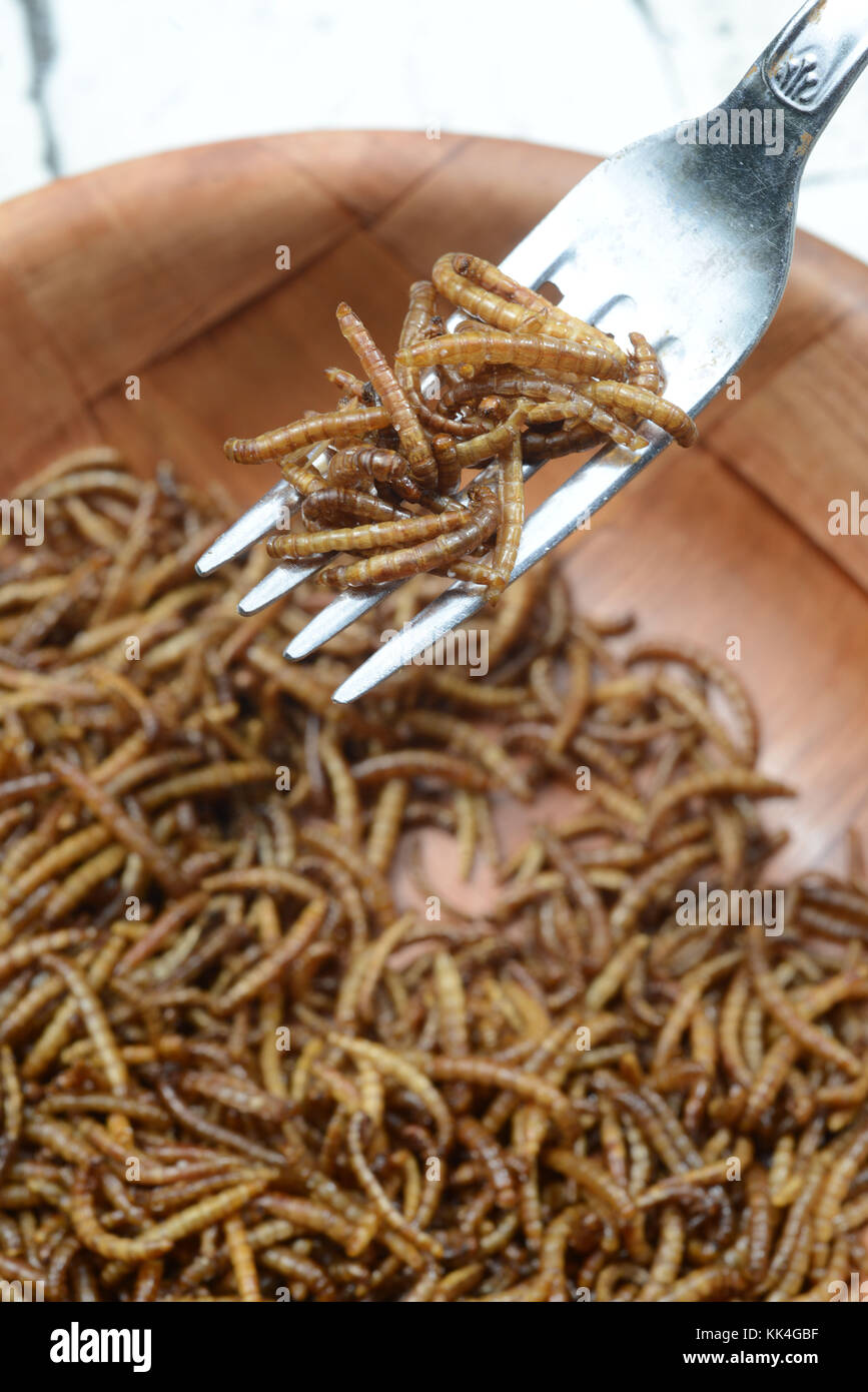 Saint-Martin-le-Chatel (centro-est della Francia). 2015/05/26. Mealworms commestibili (Tenebrio molitor). Mealworms cotto in una piastra. Foto Stock