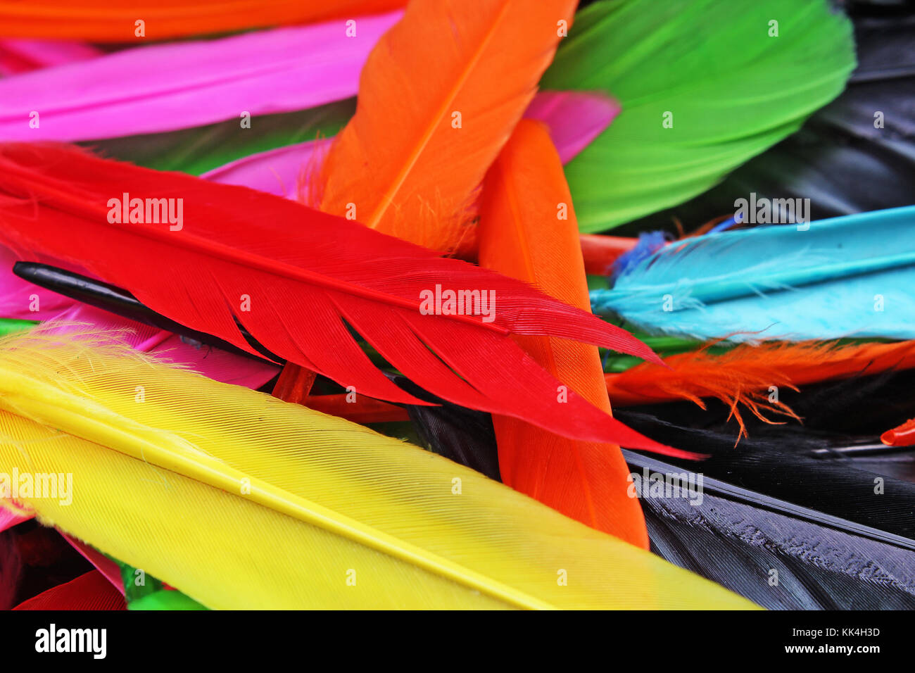 Bellissimo arcobaleno di colori di uccelli colorati piume. pappagallo colori OCA anatra verniciato colorato piume. giù la texture di sfondo o sfondo per qualsiasi concetto. studio foto. Foto Stock