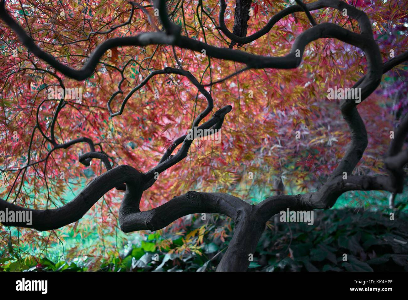 Acero, Parco della Valle dei Lupi - 27/10/2010 - - acero giapponese del parco dell'arboreto di Vallee-aux-Loups, Chatenay-Malabry - Sylvain Leser / le Pictorium Foto Stock