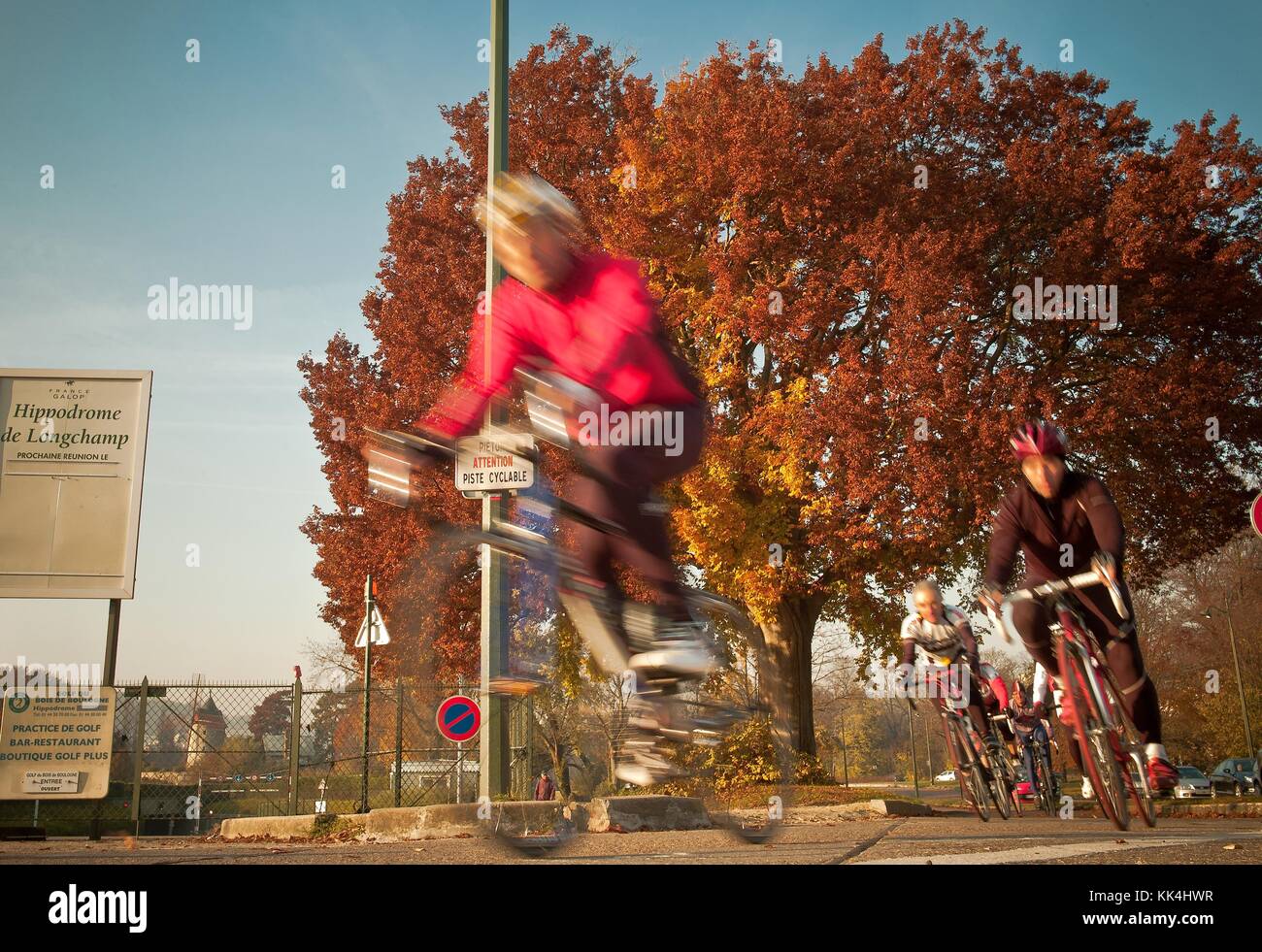 L'albero e i suoi vicini - 22/11/2011 - - l'albero e i suoi vicini - natura a Parigi, intorno all'albero Elm. - Sylvain Leser / le Pictorium Foto Stock