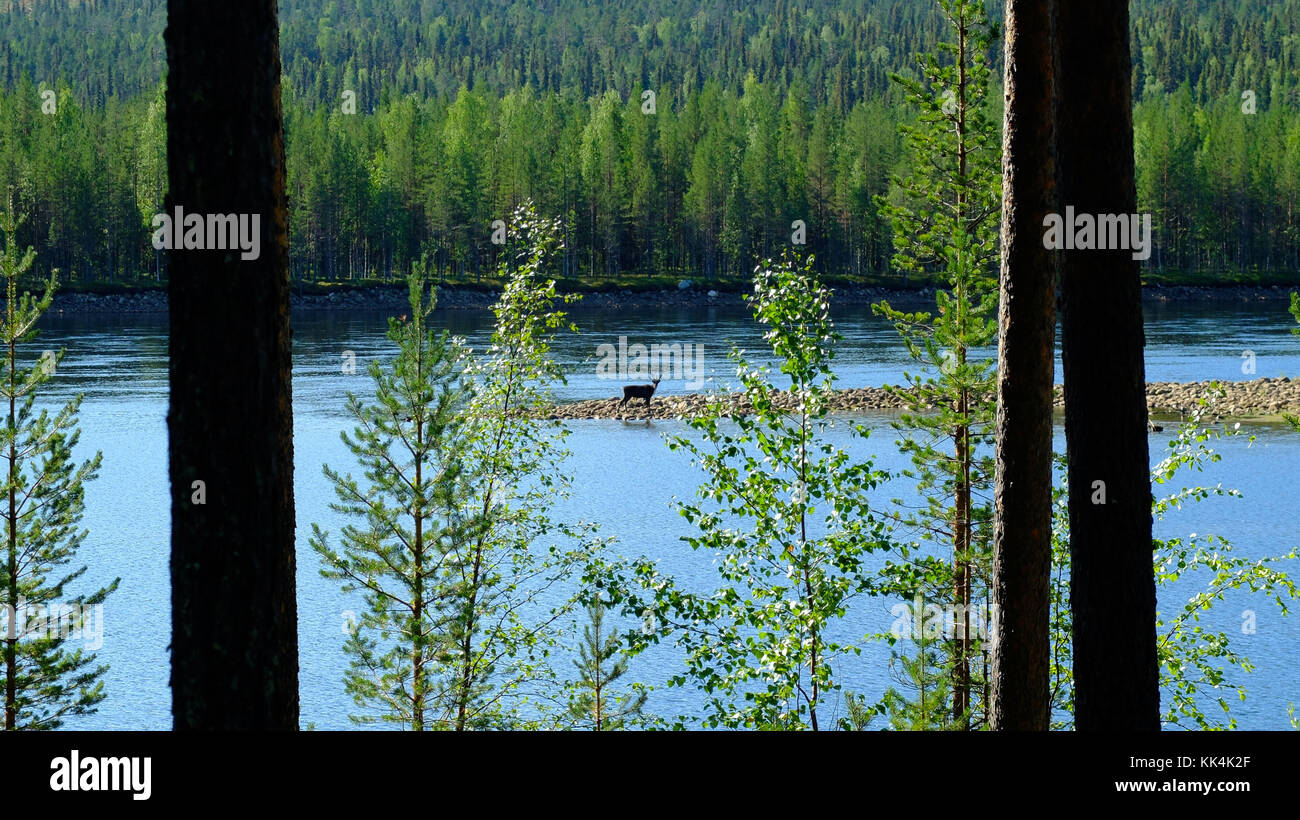 La Svezia, Lapponia svedese. 2014/08/08. Muddus National Park, situato nella città di Jokkmokk e Gallivare, Norrbotten County, nell' estremo nord della Svezia, Foto Stock