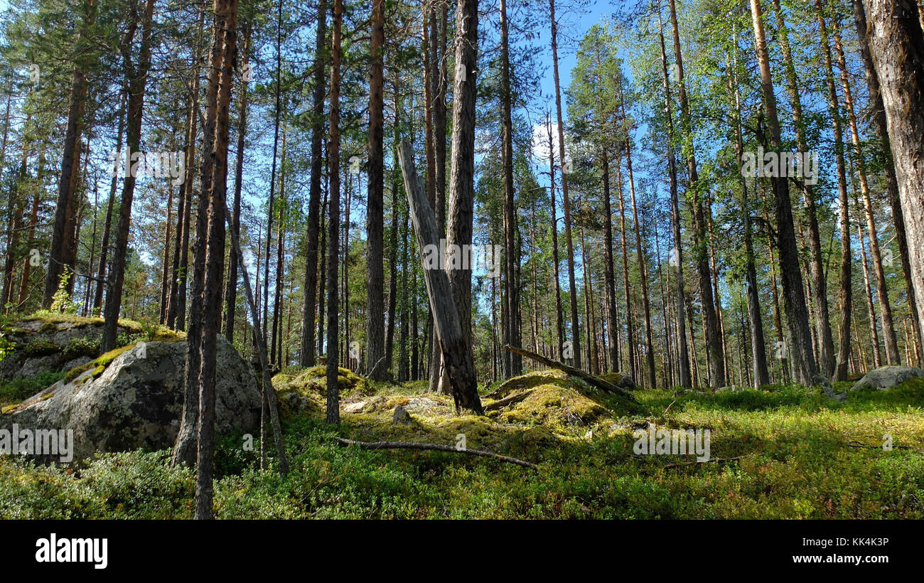 La Svezia, Lapponia svedese. 2014/08/08. Muddus National Park, situato nella città di Jokkmokk e Gallivare, Norrbotten County, nell' estremo nord della Svezia, Foto Stock