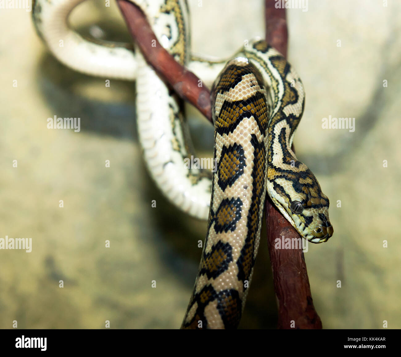 Adulto tappeto costiere python presso l'Australian venom lo zoo di Kuranda, Queensland, Australia Foto Stock