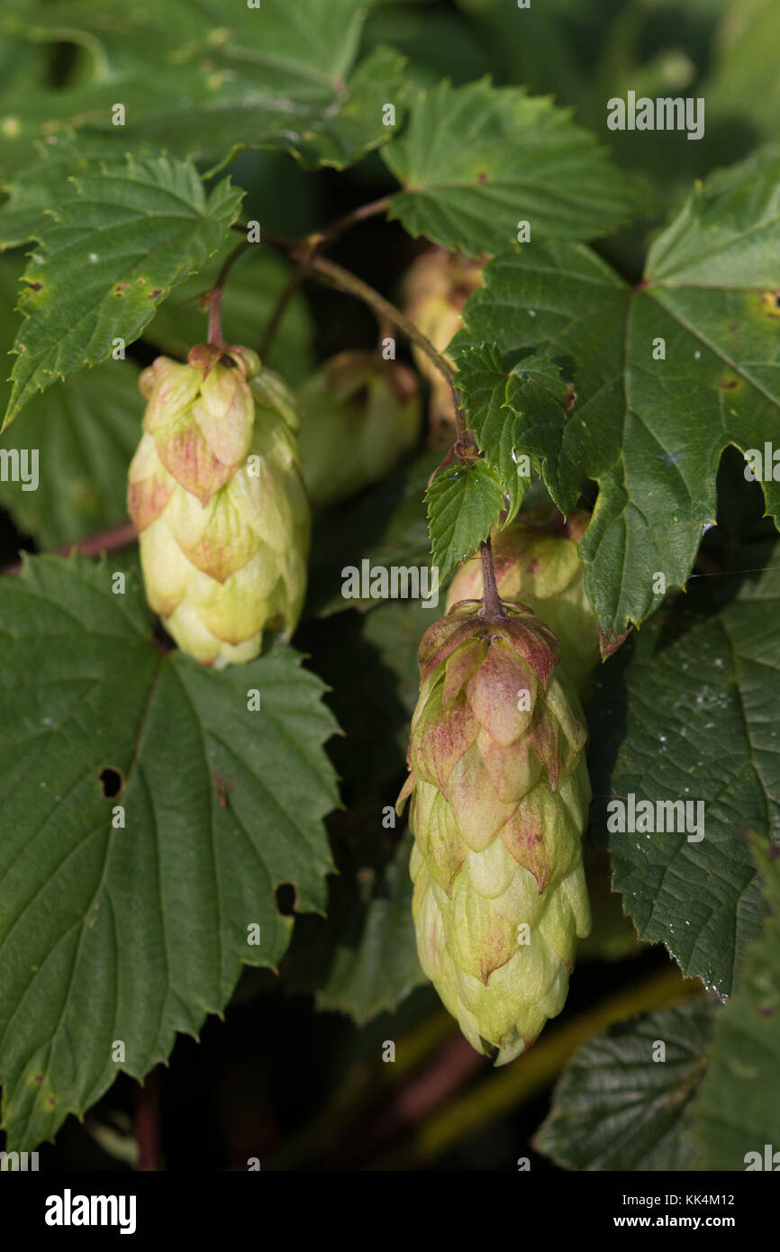 Hop (Humulus lupulus) Frutta Foto Stock Hop (Humulus lupulus) Frutta Foto Stock