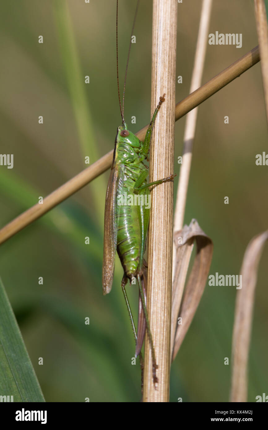 Lungo femmina-winged Conehead (Conocephalus scolorire) su un morto gambo di erba Foto Stock