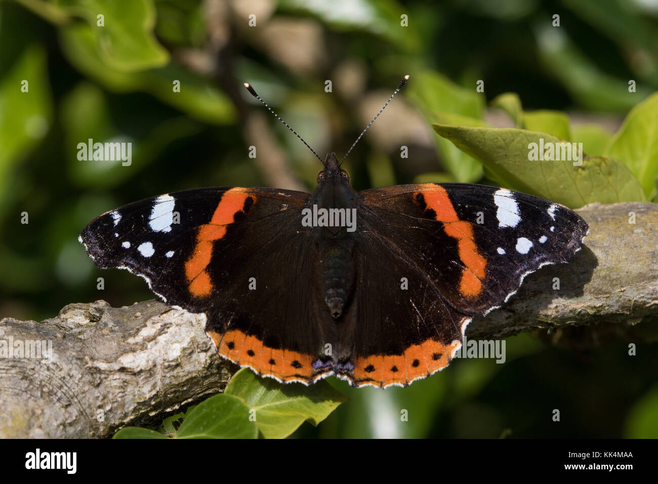 Red Admiral (Vanessa Atalanta) farfalla appoggiato su di un ramo Foto Stock