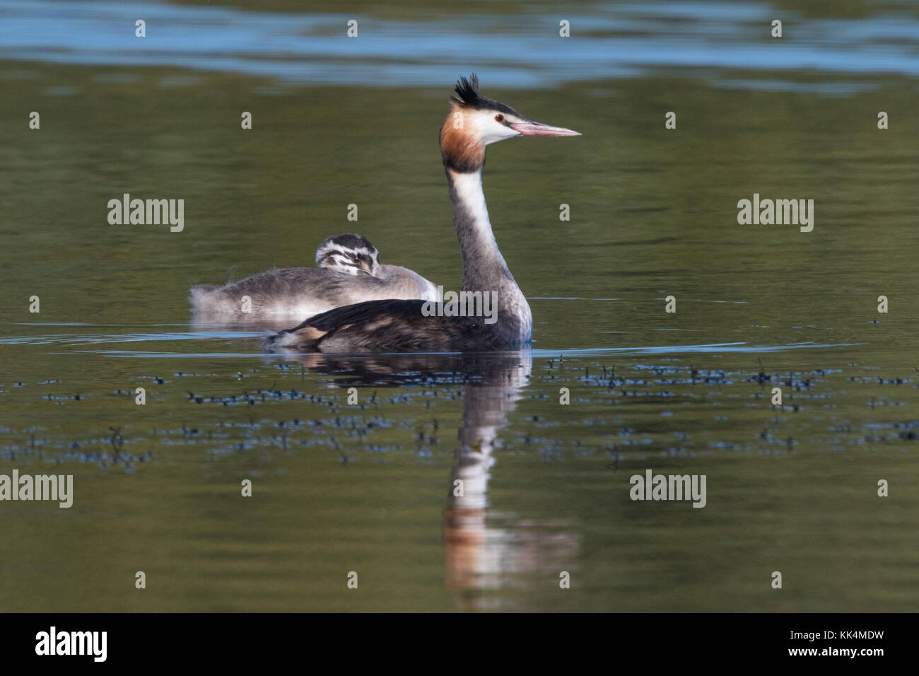 Adulto Svasso maggiore (Podiceps cristatus) con i suoi 7 settimana di vecchio pulcino Foto Stock