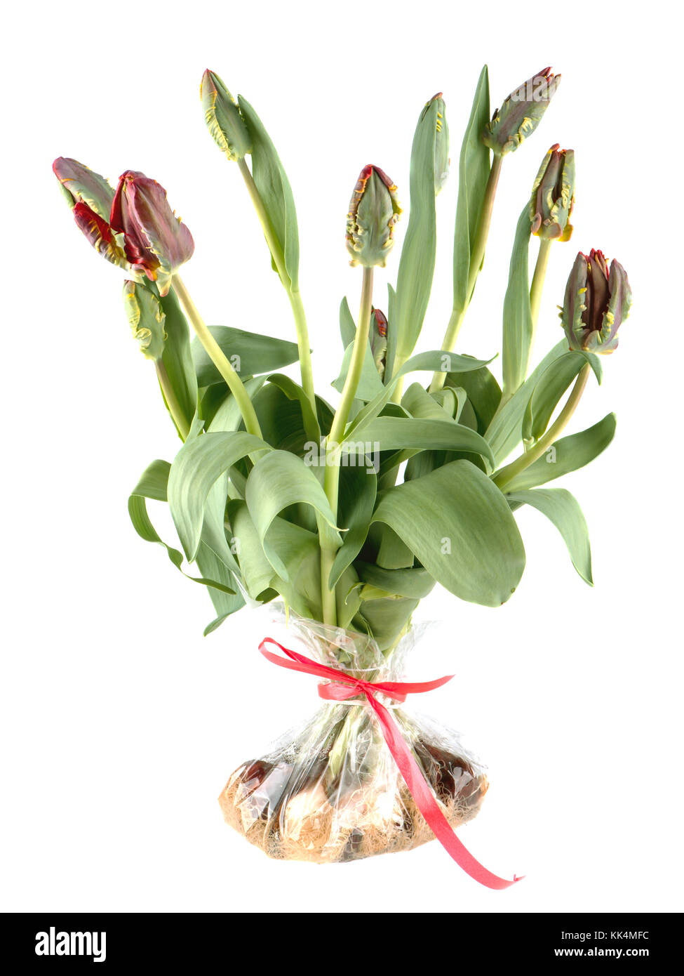 Tulipani rosso e verde rococo in una borsa isolata su bianco Foto Stock