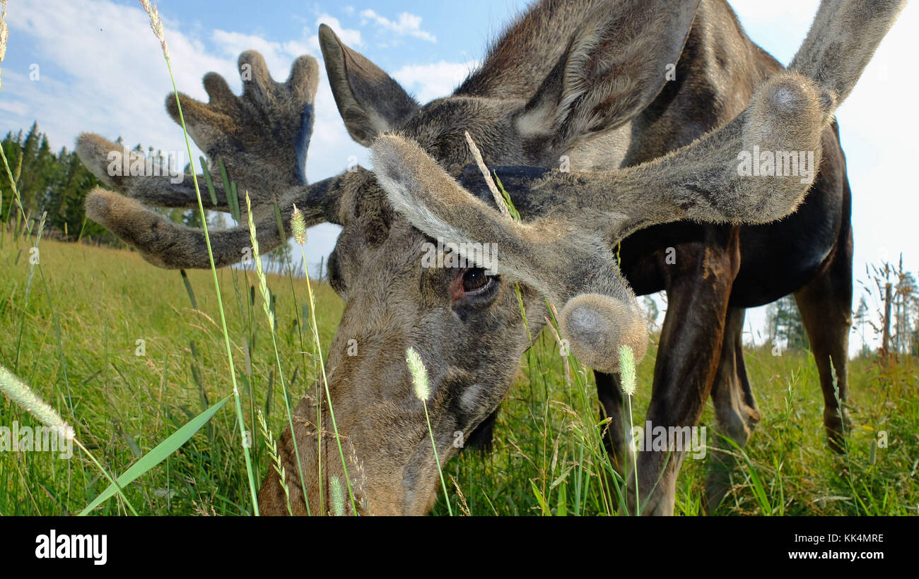 Svezia: ostersund. 2014/08/04. 'Moose giardino", elk farm. Close-up shot di testa dell'animale Foto Stock