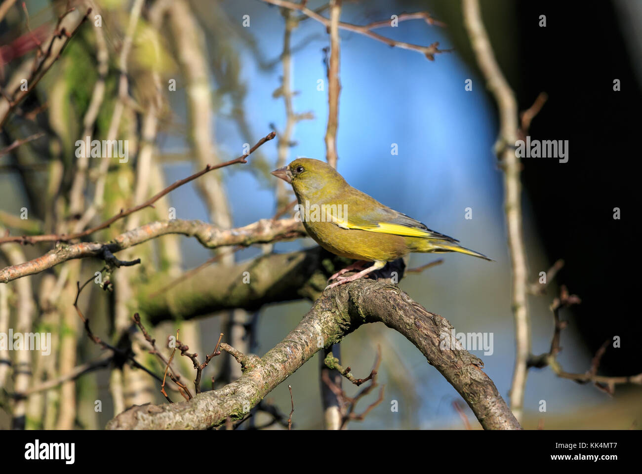 Un europeo verdone Foto Stock