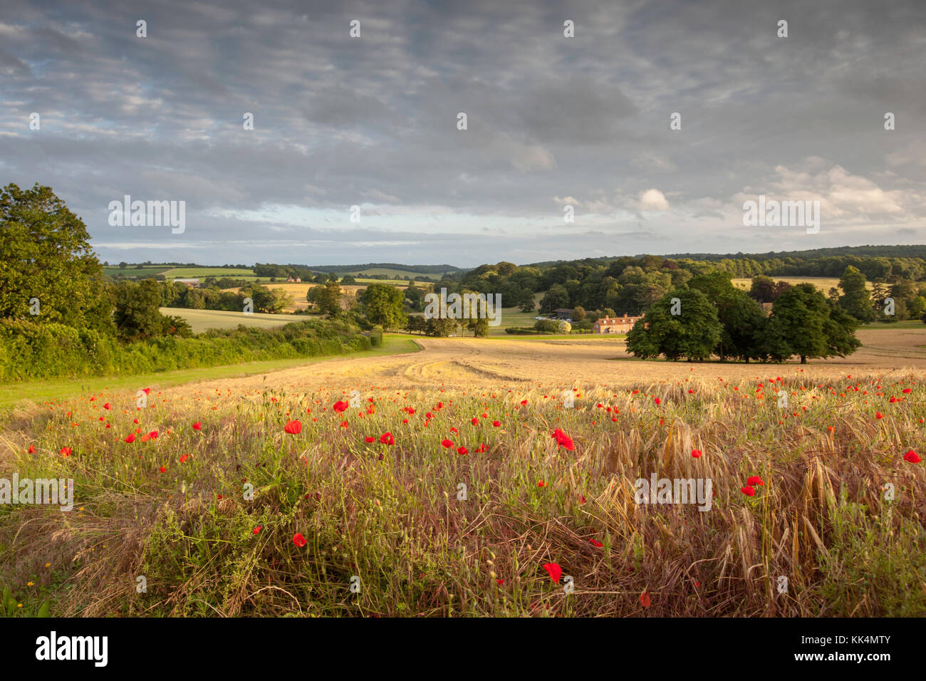 Poppies in Chartham Downs, North Downs, Canterbury, Kent, Regno Unito Foto Stock