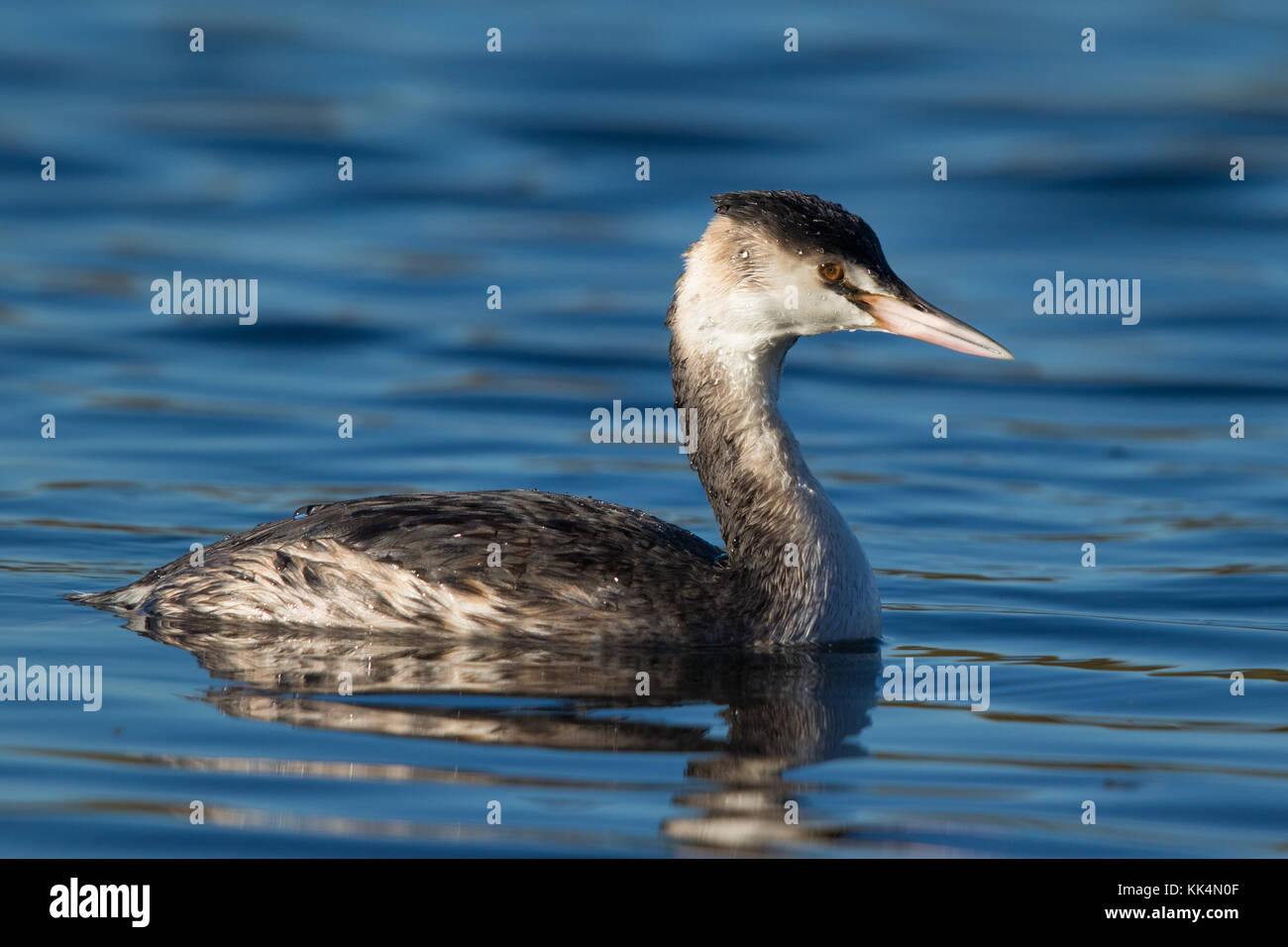Adulto Svasso maggiore (Podiceps cristatus) in non-piumaggio di allevamento Foto Stock