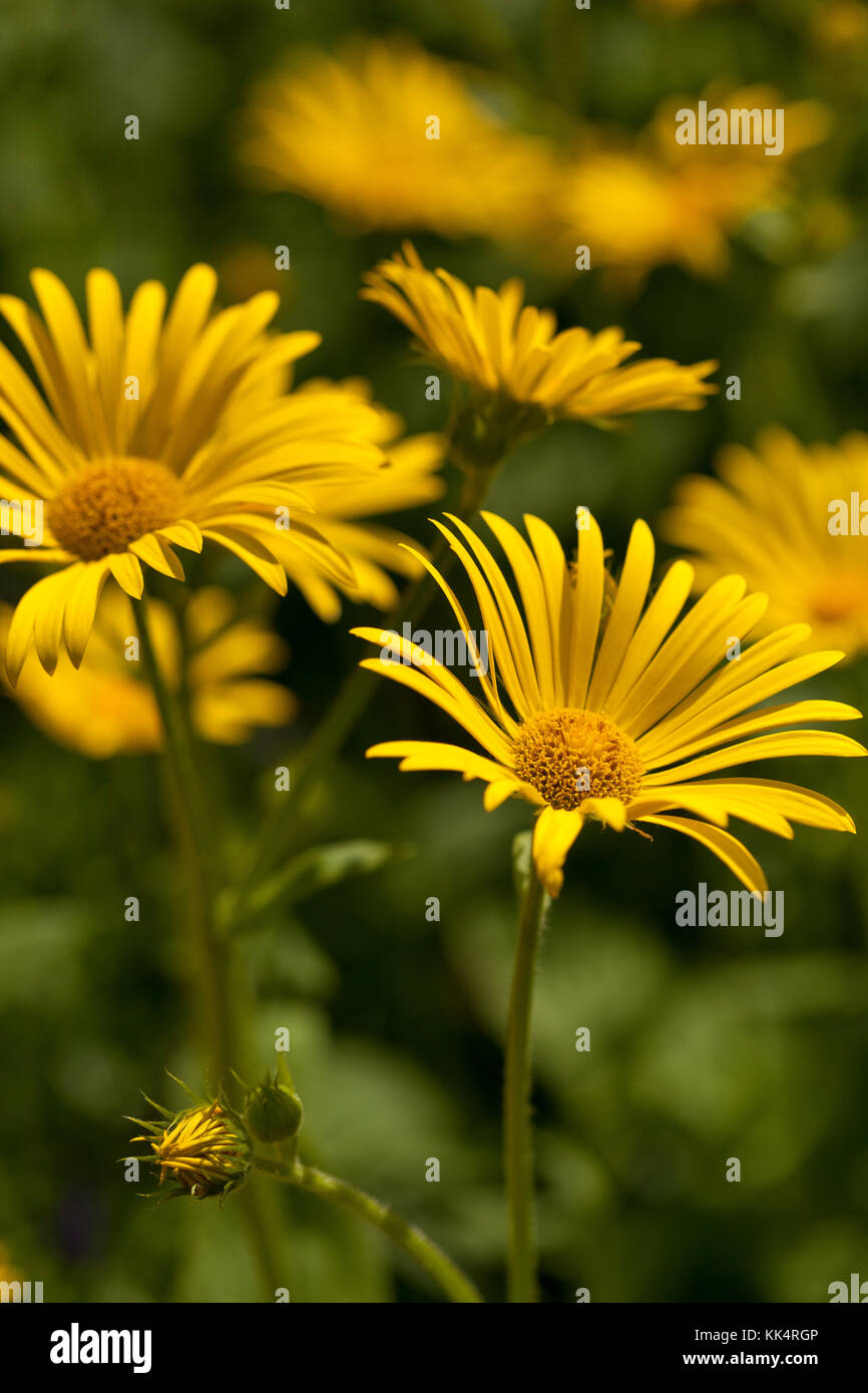 Giallo marguerite daisy fiori Foto Stock