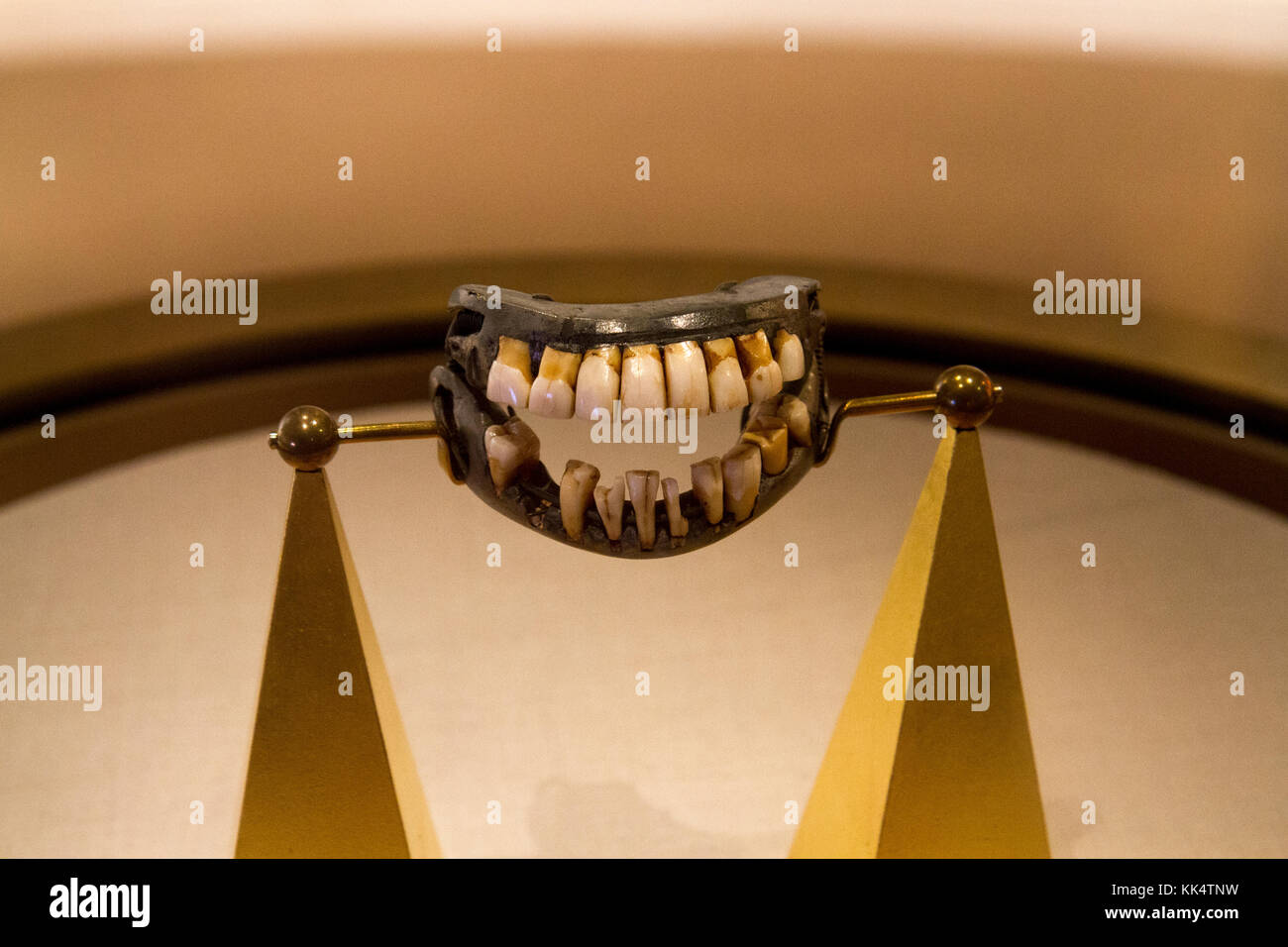 George Washington Dentiere Fatto Di Umana Mucca Cavallo Denti Sul Display Nel Museo Sul Mount Vernon Estate Ad Alexandria Virginia Stati Uniti D America Foto Stock Alamy
