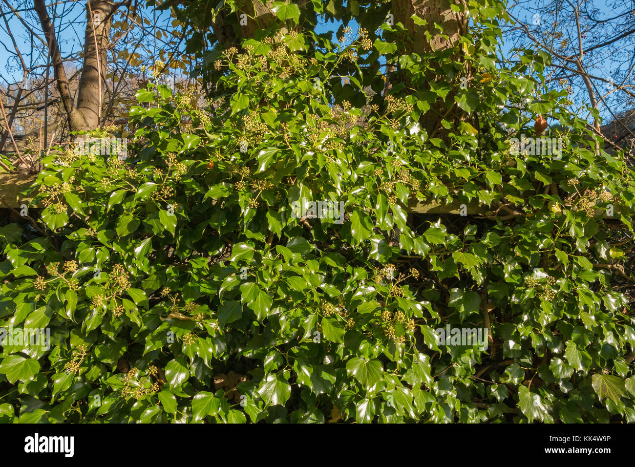Un intrico di matura fioritura ivy in bright inverno al sole con un cielo azzurro sfondo Novembre 2017 Foto Stock