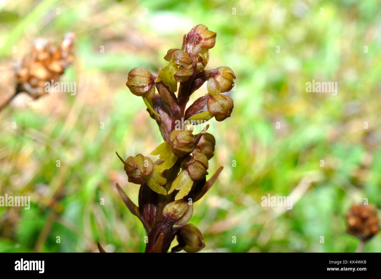 Rana Orchid, Dactylorhiza viridis, sulla prateria di gesso, nel Wiltshire.UK. Foto Stock