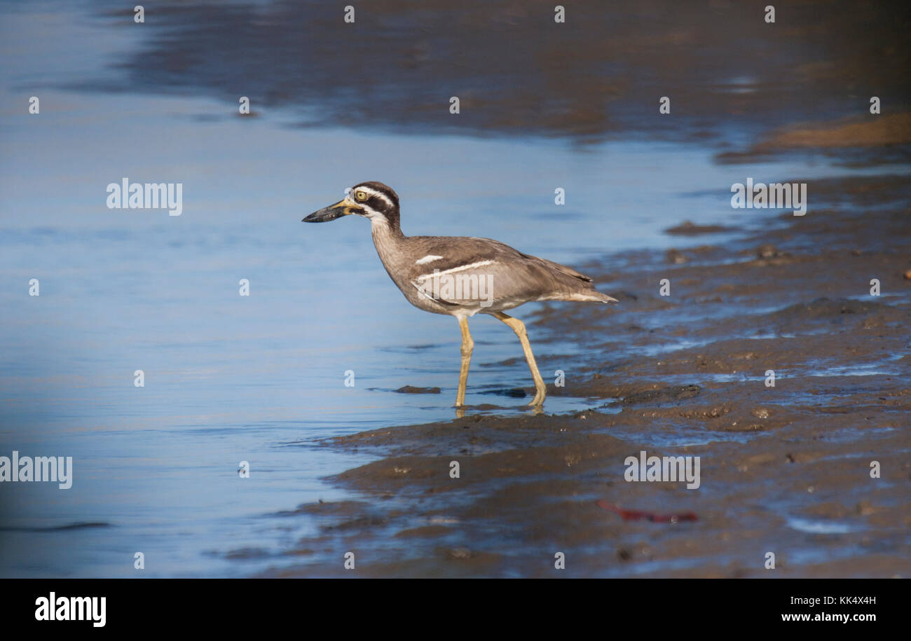 Spiaggia-stone curlew sulla appartata rivestito di mangrovie beach alla ricerca di granchi di Queensland in Australia Foto Stock