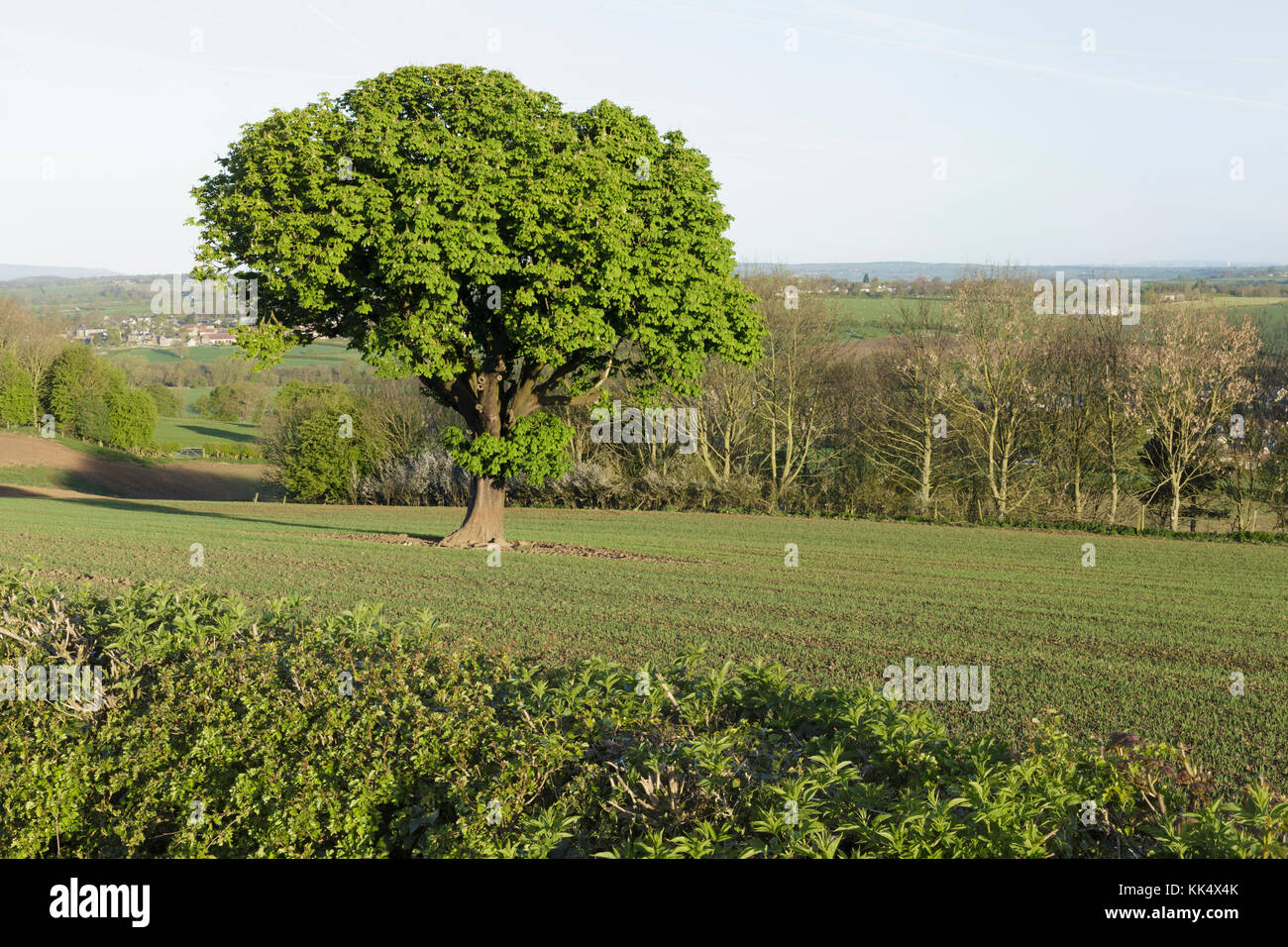 Ippocastano tree (Aesculus hippocastanum) con foglie fresche, nel campo di coltivazione, terreni agricoli, East Rigton, West Yorkshire, Inghilterra, Aprile Foto Stock