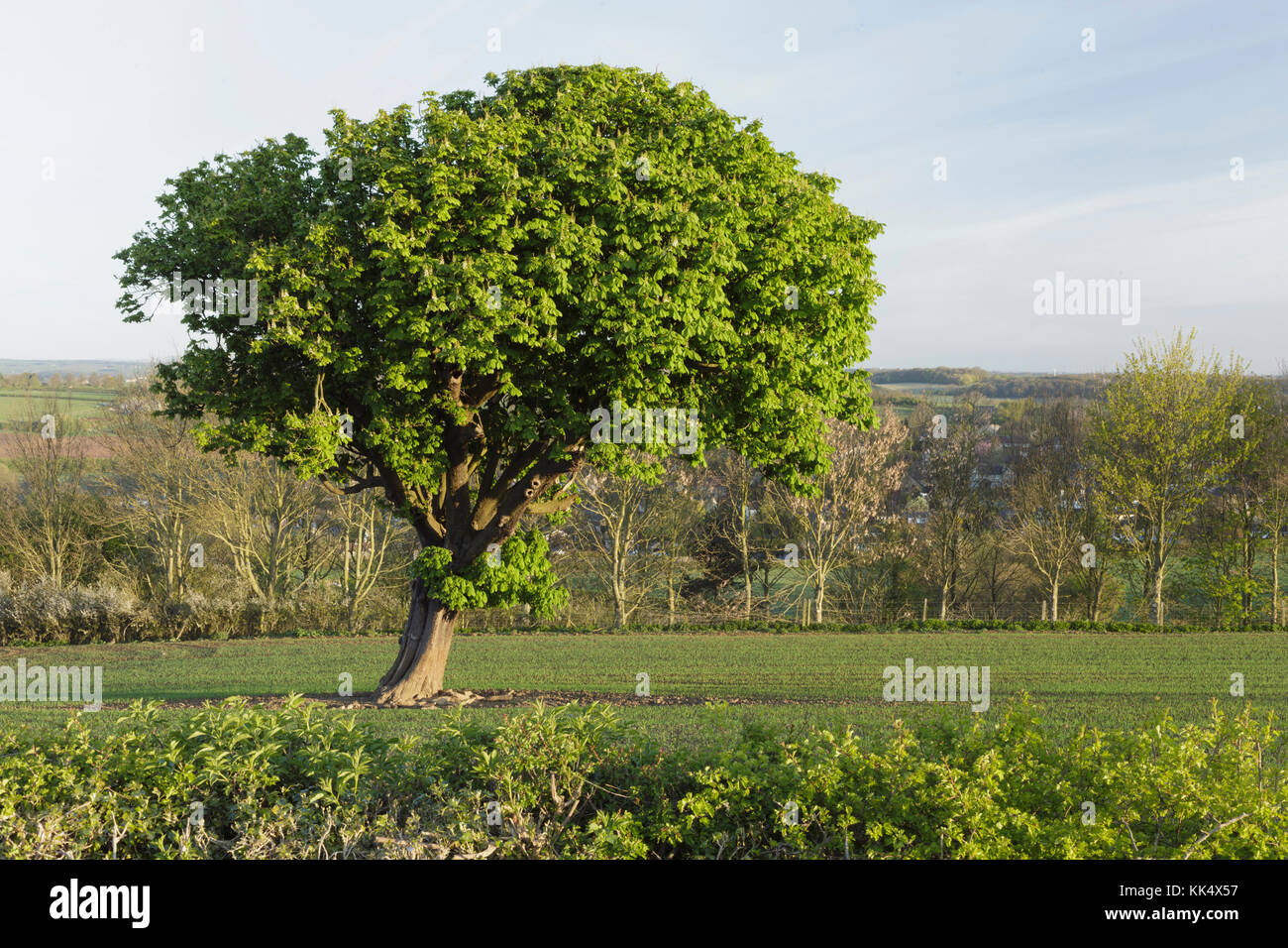 Ippocastano tree (Aesculus hippocastanum) con foglie fresche, nel campo di coltivazione, terreni agricoli, East Rigton, West Yorkshire, Inghilterra, Aprile Foto Stock