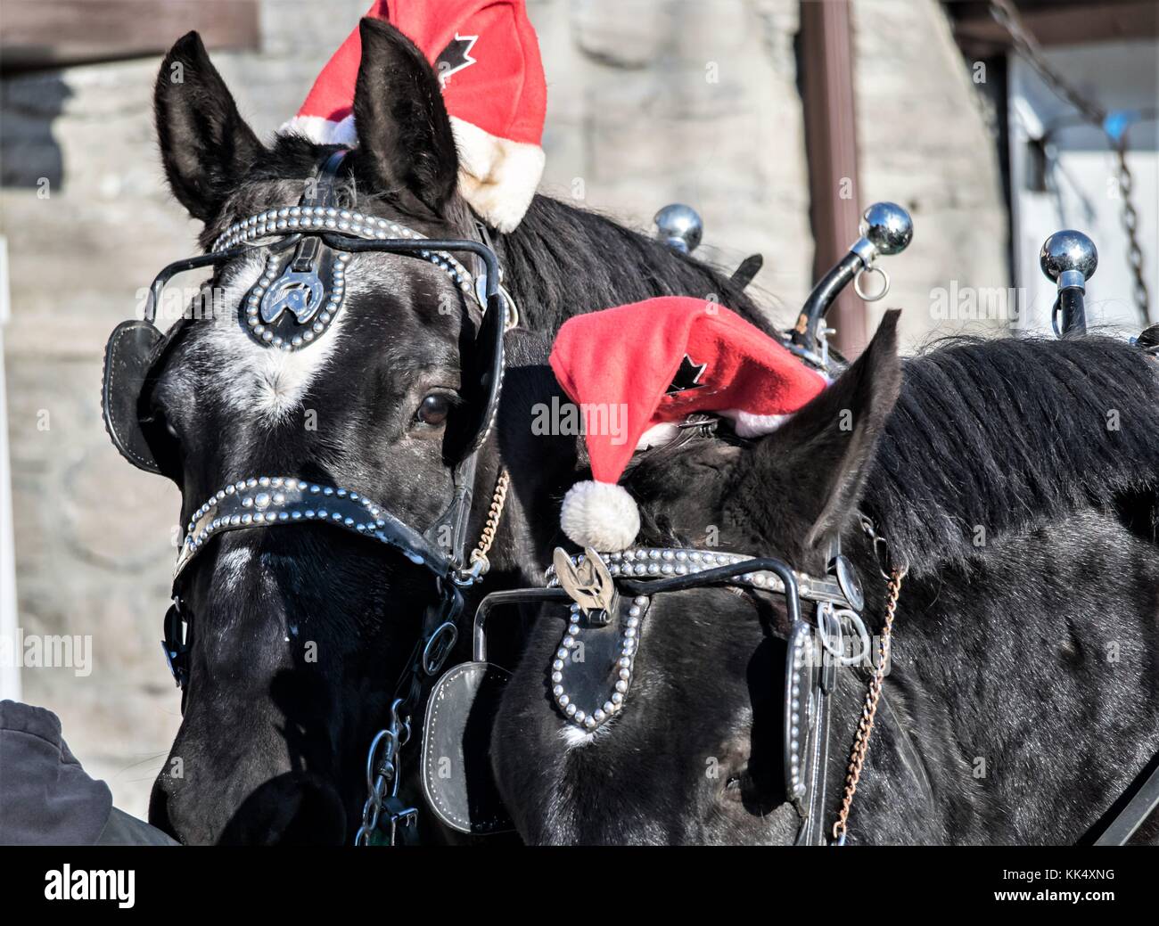 Natale cavalli da lavoro Sleigh Ride Foto Stock