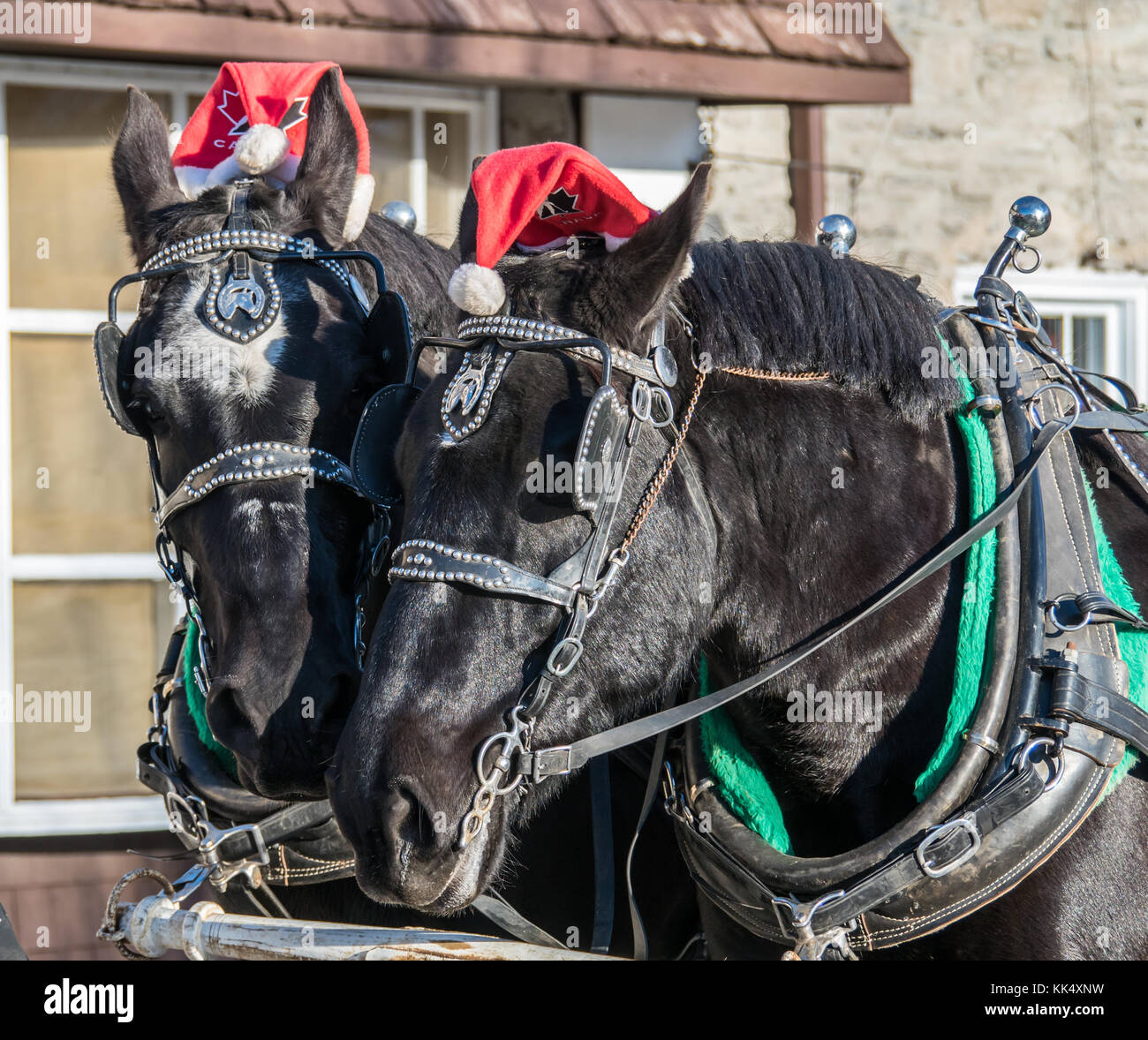 Natale cavalli da lavoro Sleigh Ride Foto Stock