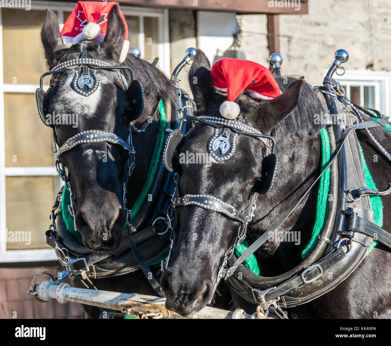 Natale cavalli da lavoro Sleigh Ride Foto Stock