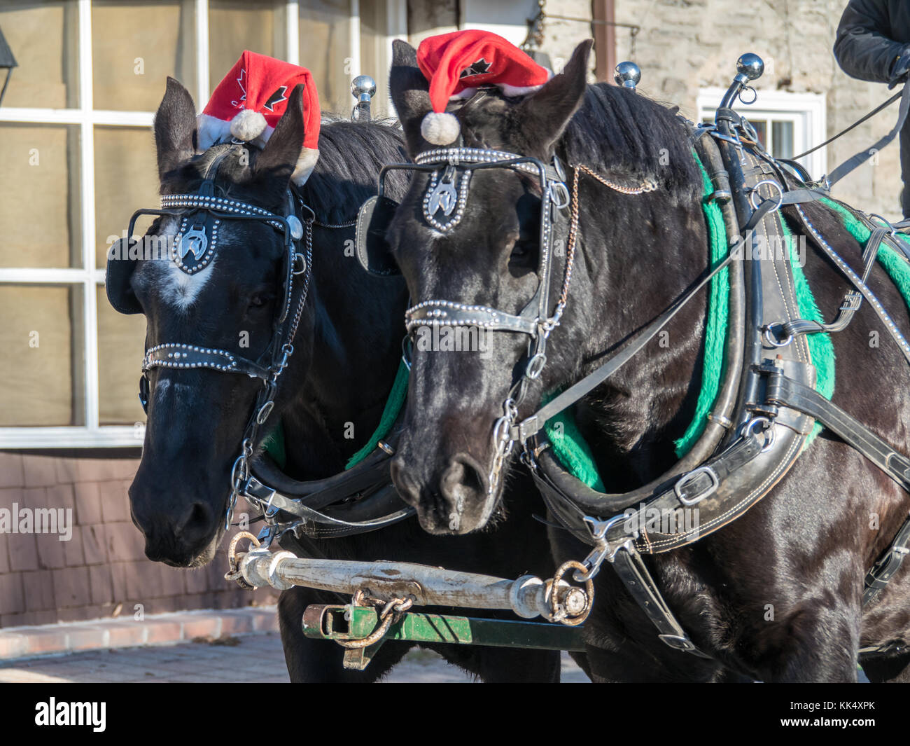 Natale cavalli da lavoro Sleigh Ride Foto Stock