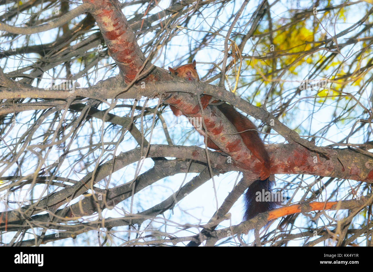 Sciurus vulgaris. Scoiattolo rosso che dorme sul ramo di un pino. Fauna selvatica all'interno della foresta mediterranea, in Spagna. Luce limitata Foto Stock