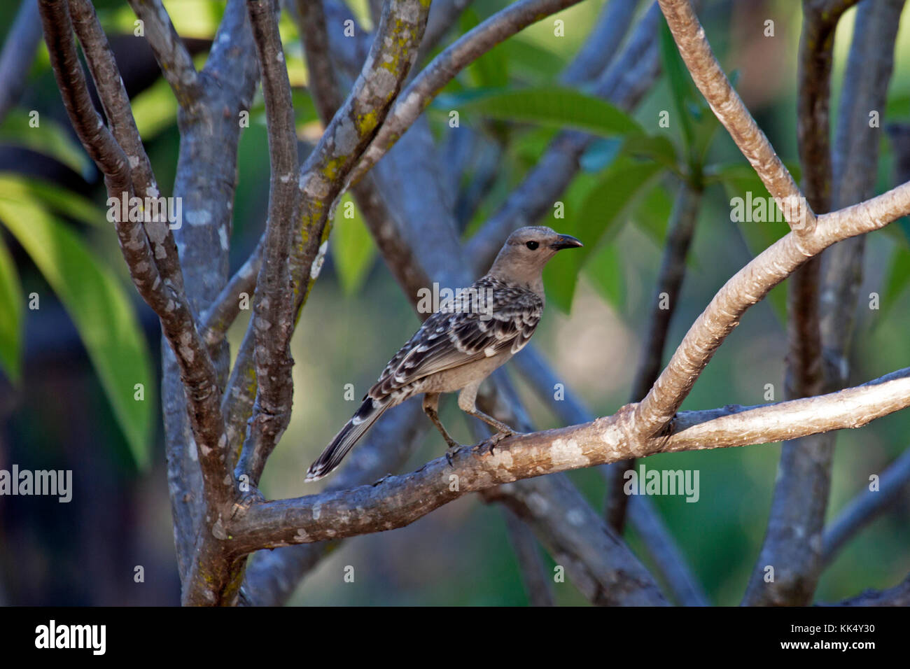 Grande femmina bowerbird appollaiato sulla fronda di albero in Queensland australia Foto Stock
