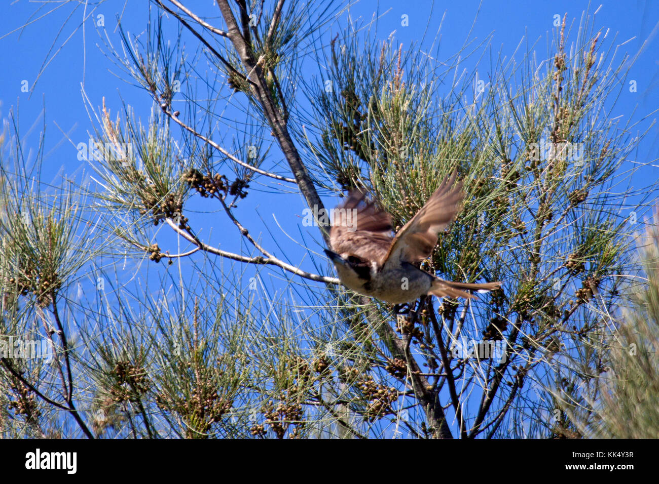 Grigio capretti butcherbird battenti da lei-quercia in nsw australia Foto Stock