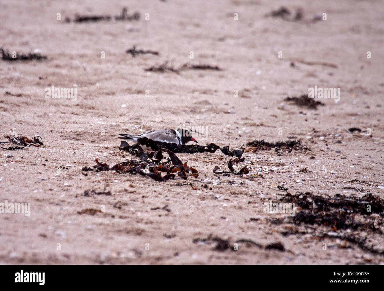 Plover incappucciati nido di prospezione sito sulla spiaggia sabbiosa di Victoria in Australia Foto Stock