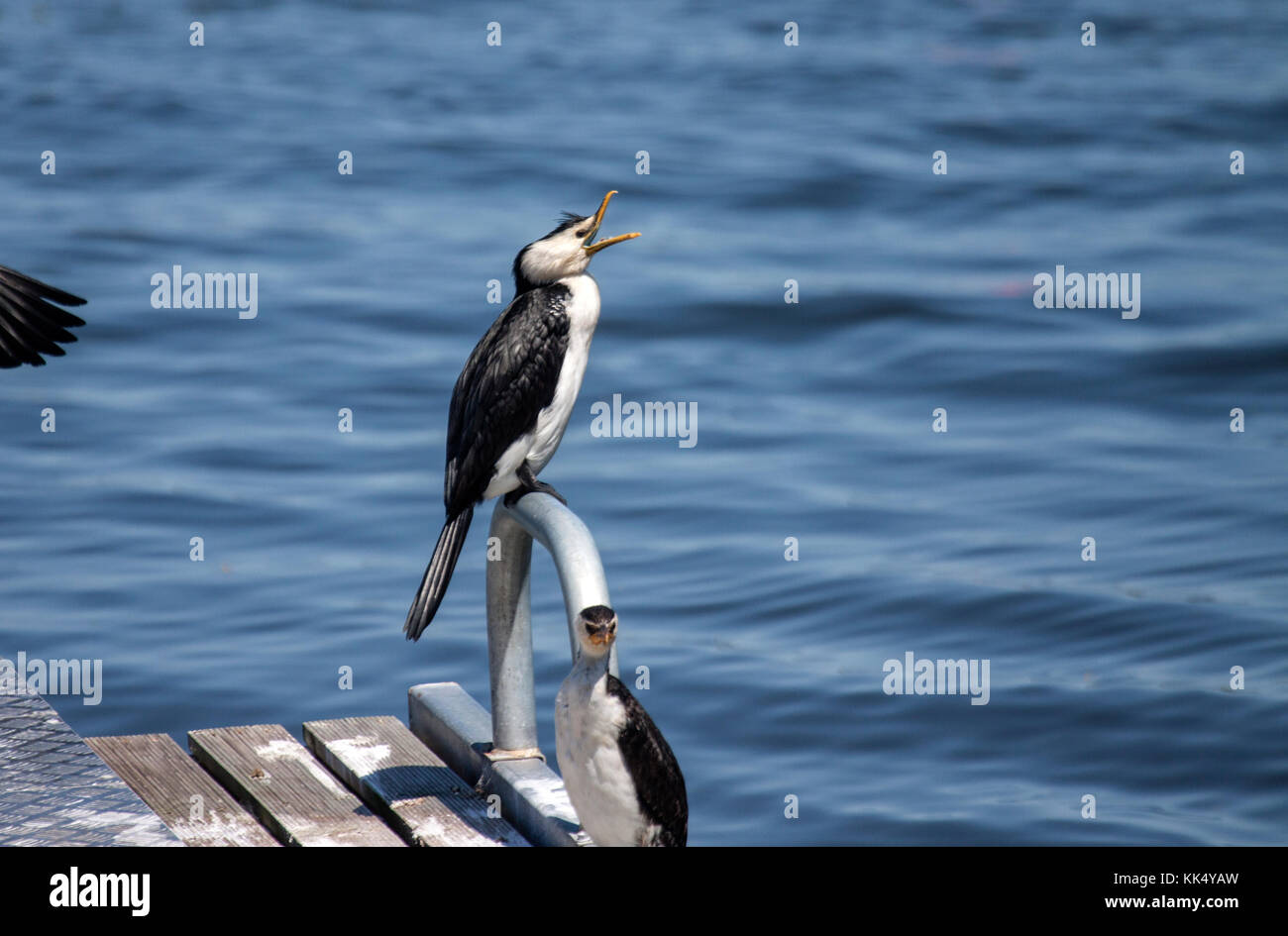 Poco pied cormorano con bocca agape appollaiato sul molo. ballarat victoria australia Foto Stock