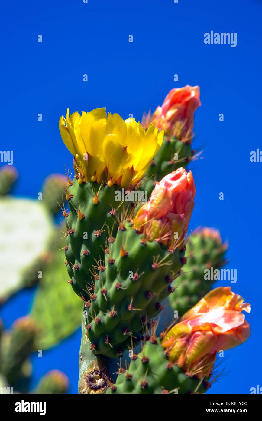 Cactus fioriti a sicilië, Italia Foto Stock