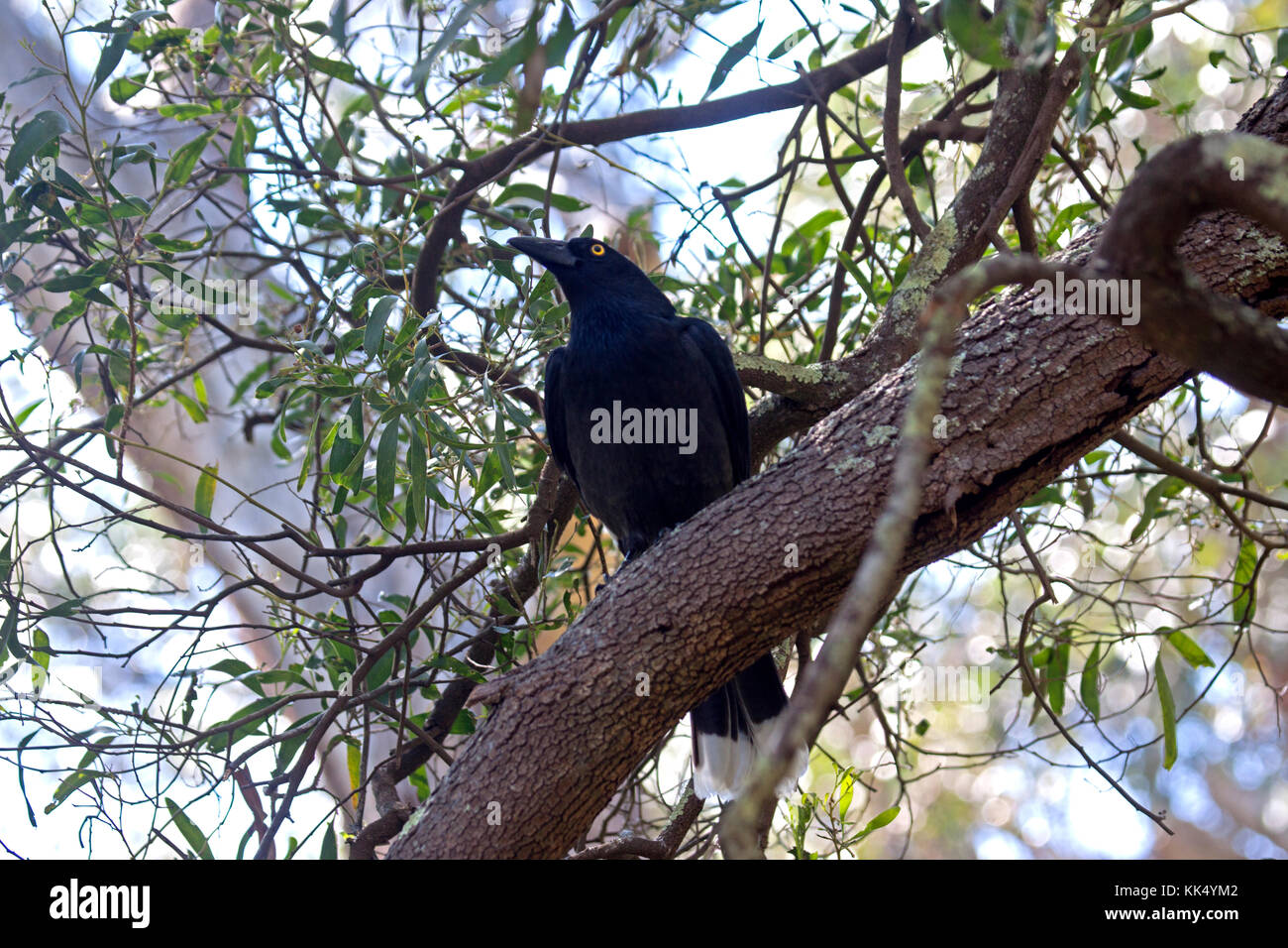 Pied currawong appollaiato sulla fronda di albero nel Parco Nazionale di Grampians victoria australia Foto Stock