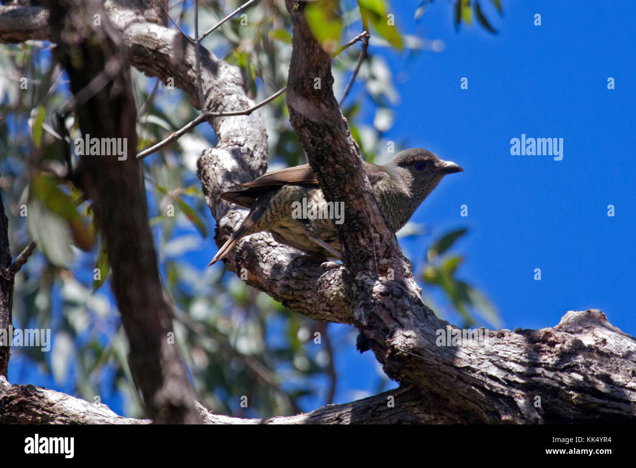 Satin bowerbird femmina appollaiato sulla fronda di albero in nsw australia Foto Stock