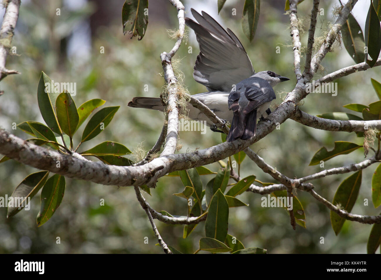 Bianco gonfiato il cuculo shrikes interagendo sul ramo di albero in Queensland australia Foto Stock