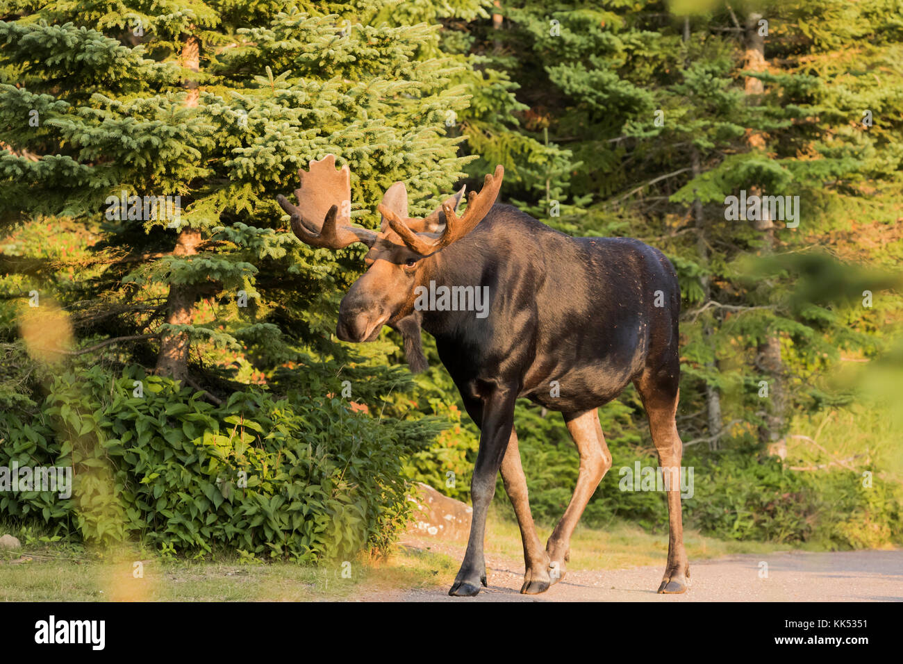 Bull moose (Alces alces) sul litorale al porto di roccia, lago superior, isola royal national park Foto Stock