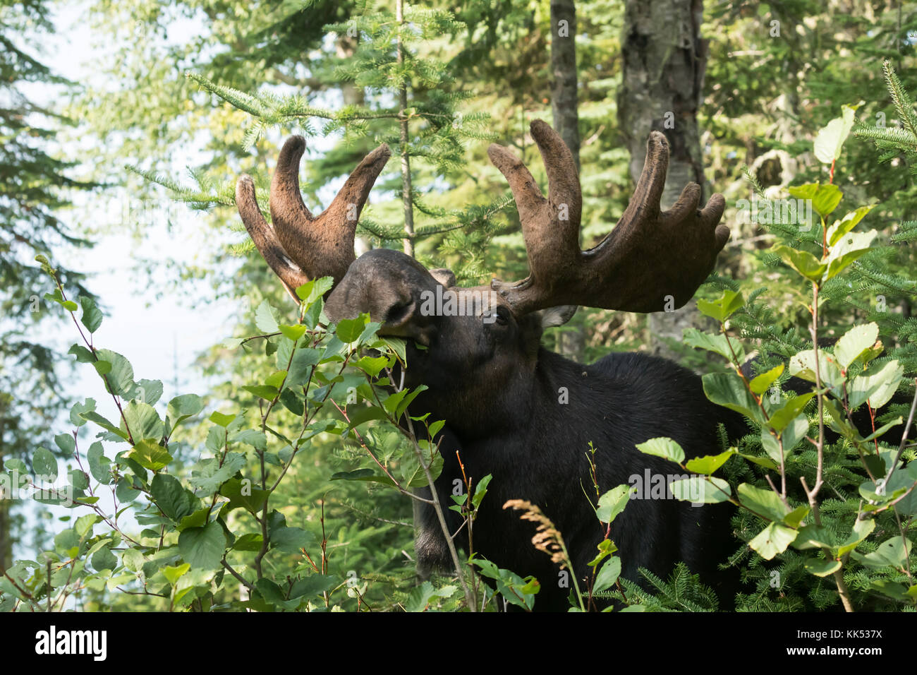 Alci (Alces alces) navigando nella foresta boreale isle royal national park Foto Stock