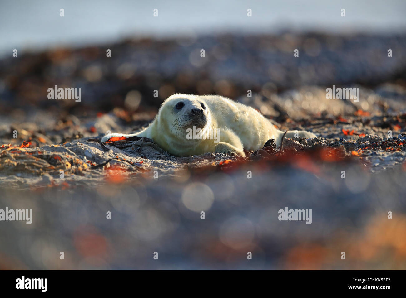 Guarnizione grigio (Halichoerus grypus) Pup Helgoland Germania Foto Stock